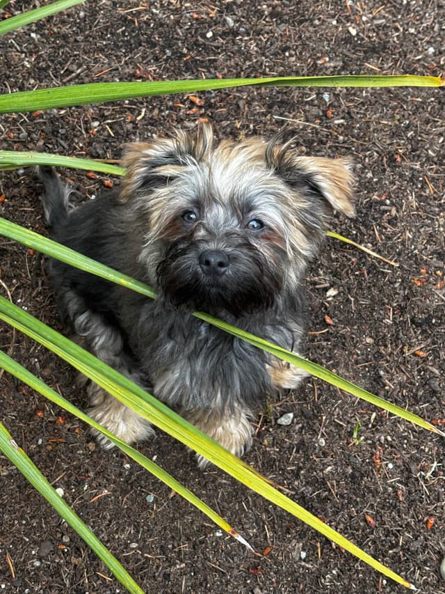 Havanese Puppies media 29