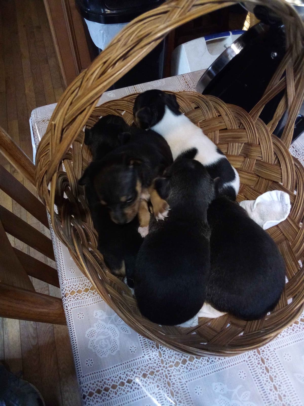 Rat Terrier Puppies breeder image 1