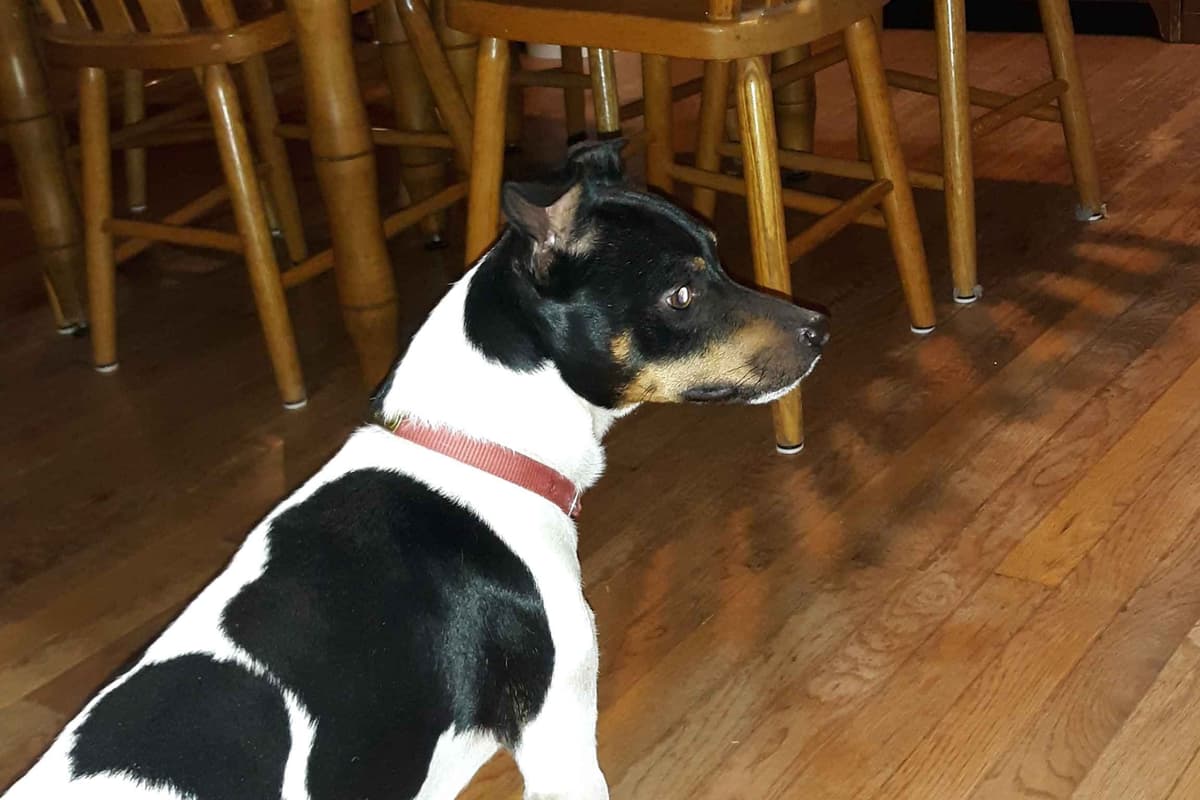 Rat Terrier Puppies breeder image 4