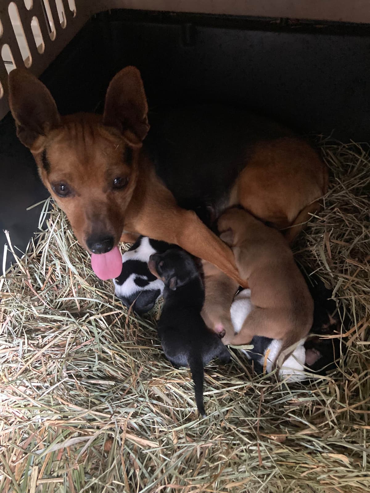 Rat Terrier Puppies breeder image 5