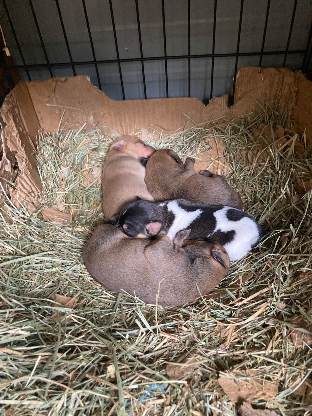Rat Terrier Puppies breeder image 6