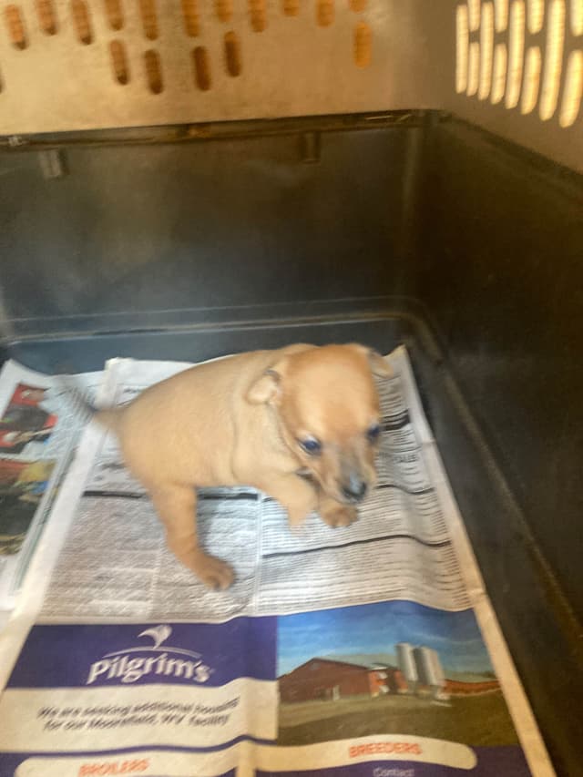 Rat Terrier Puppies media 2