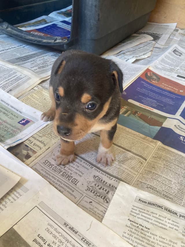 Rat Terrier Puppies media 3