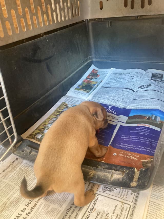 Rat Terrier Puppies media 4