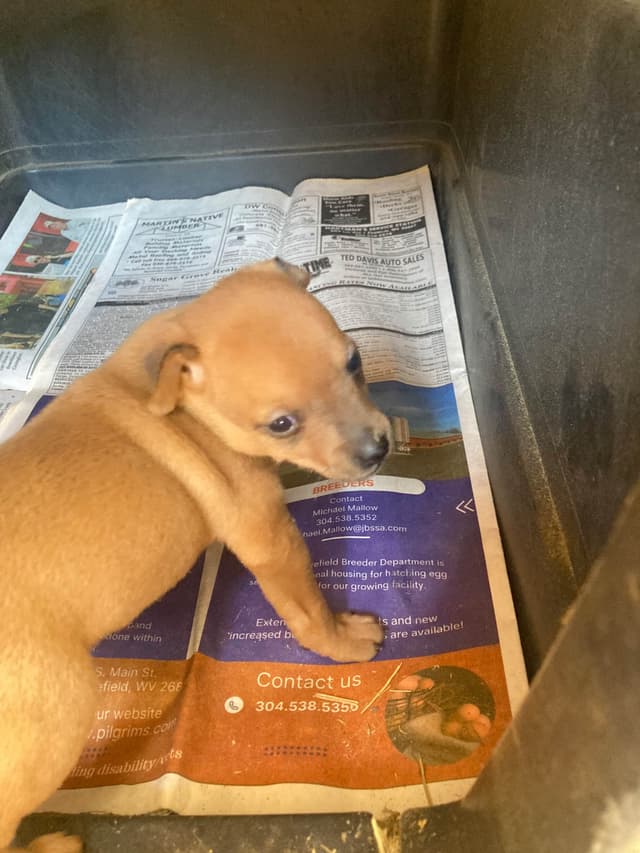 Rat Terrier Puppies media 5