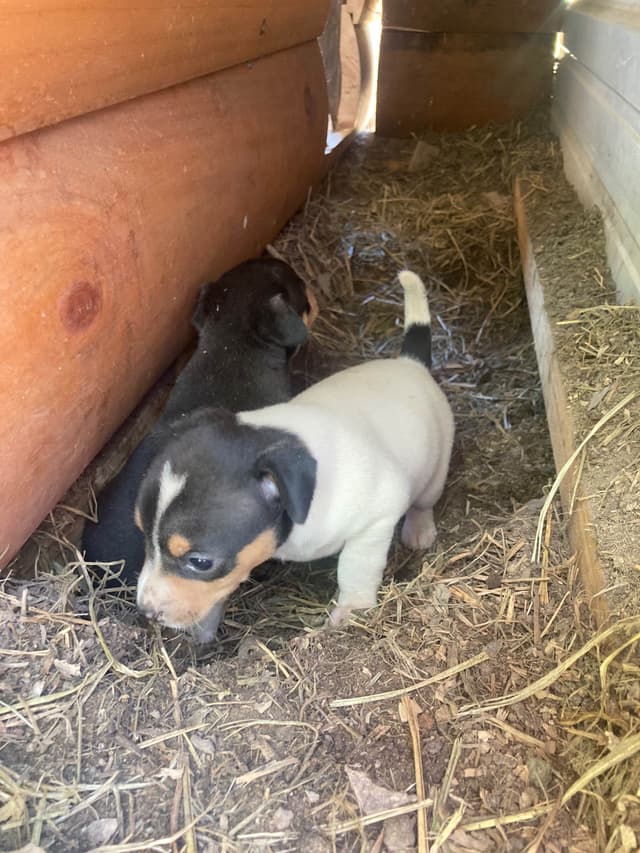 Rat Terrier Puppies media 8