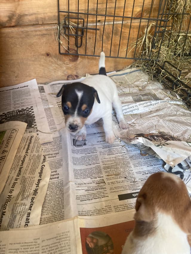 Rat Terrier Puppies media 9