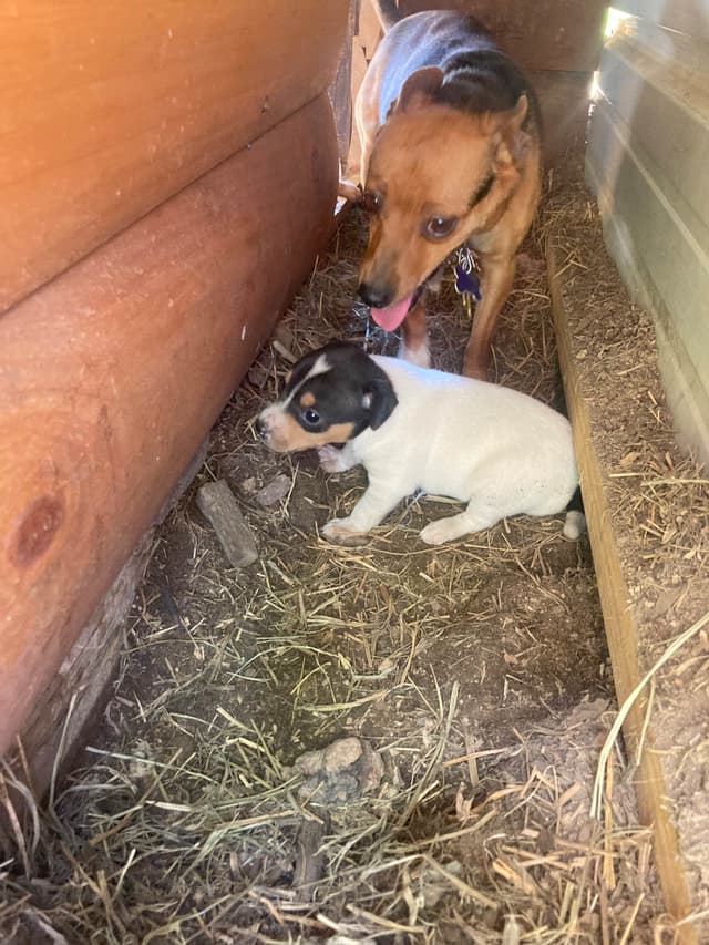 Rat Terrier Puppies media 10