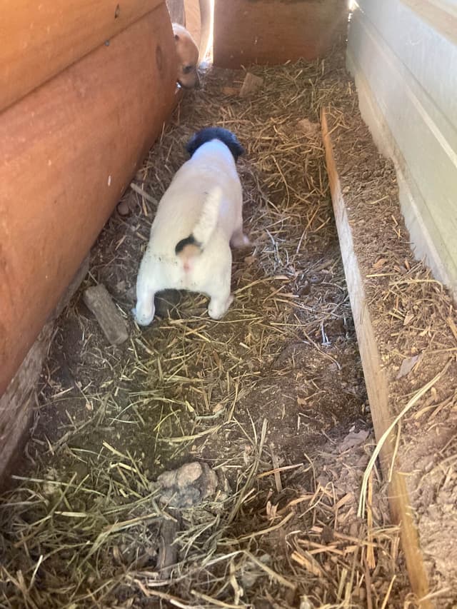 Rat Terrier Puppies media 11