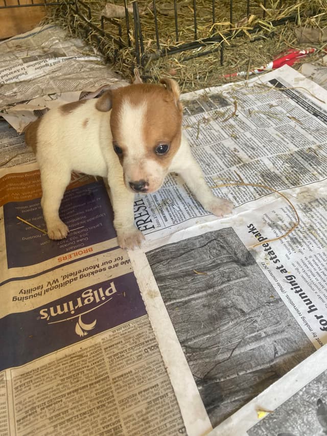 Rat Terrier Puppies media 12