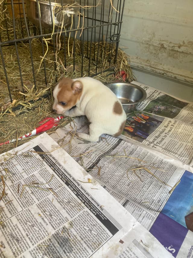Rat Terrier Puppies media 14