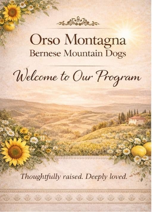 Bernese Mountain Dog Puppies breeder image 3