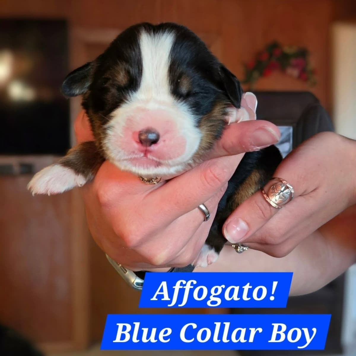 Bernese Mountain Dog Puppies breeder image 11
