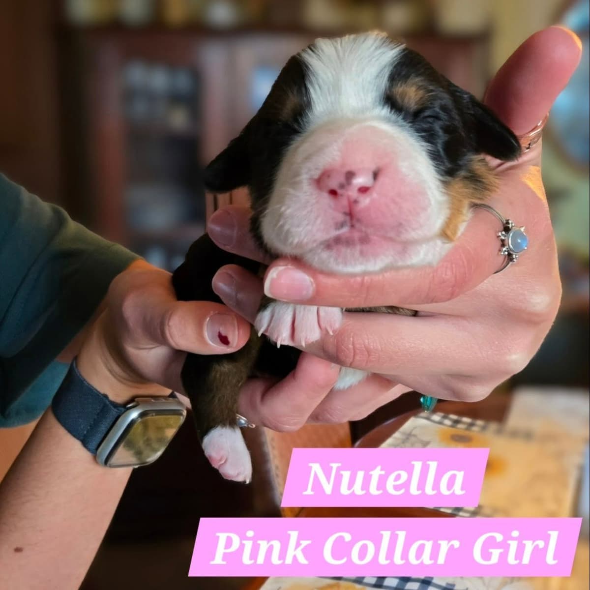Bernese Mountain Dog Puppies breeder image 14