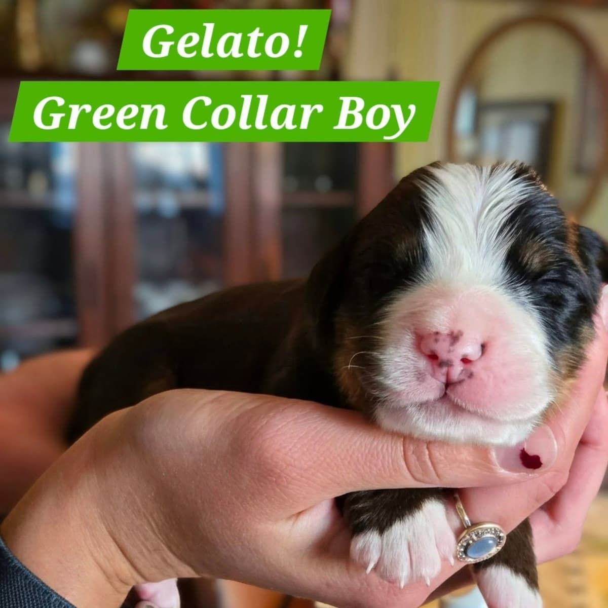 Bernese Mountain Dog Puppies breeder image 15