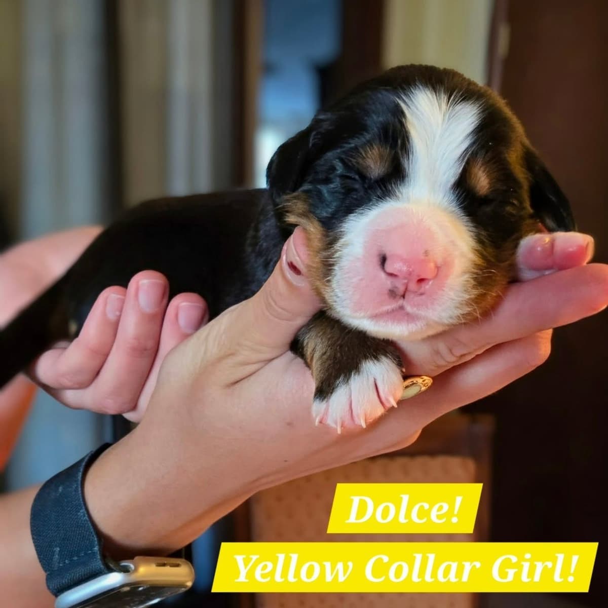Bernese Mountain Dog Puppies breeder image 12