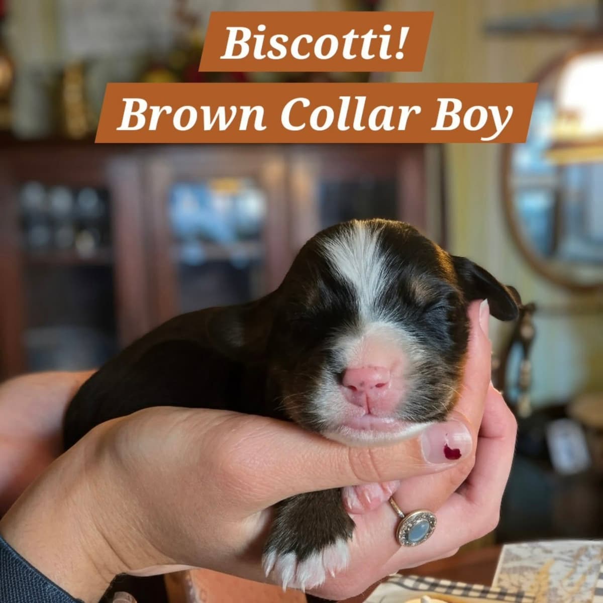 Bernese Mountain Dog Puppies breeder image 16