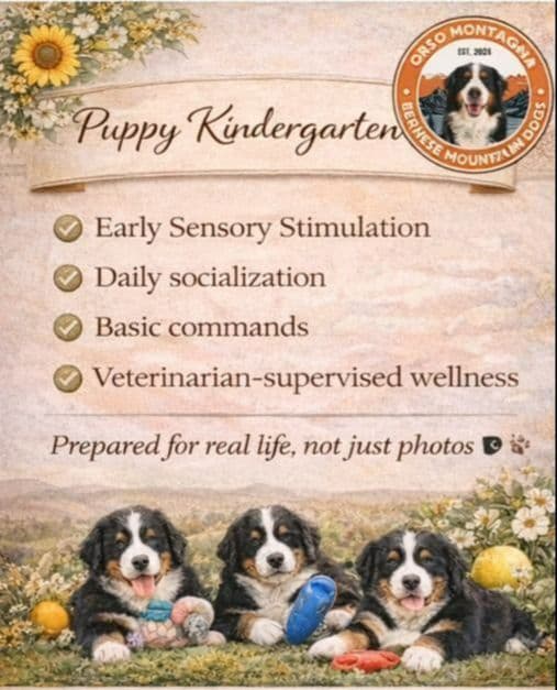 Bernese Mountain Dog Puppies breeder image 7