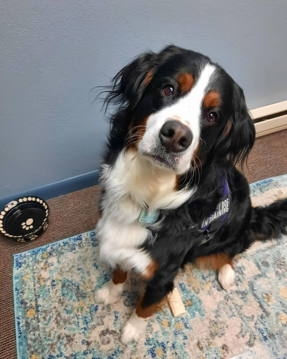 Bernese Mountain Dog Puppies breeder image 25