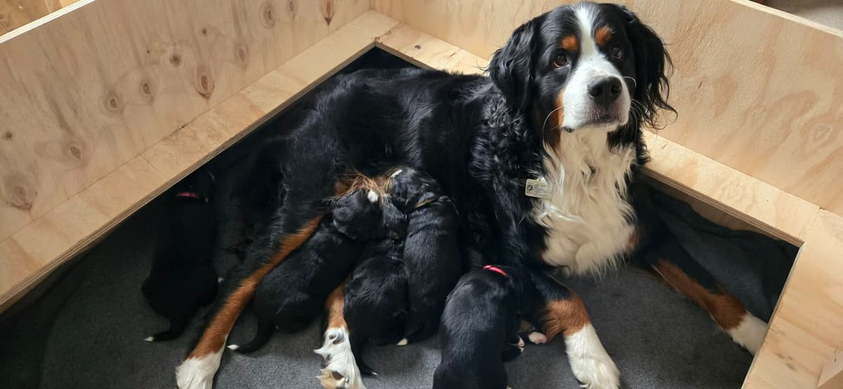 Bernese Mountain Dog Puppies breeder image 27