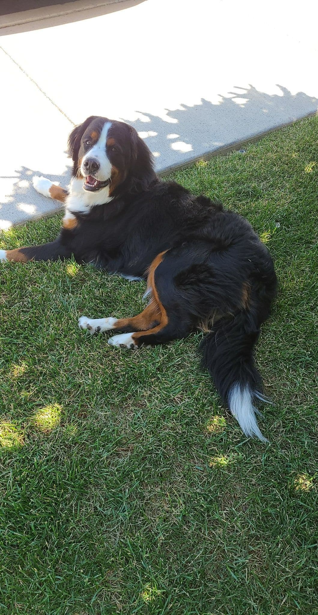 Bernese Mountain Dog Puppies breeder image 26