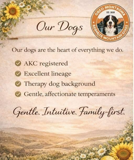 Bernese Mountain Dog Puppies breeder image 4