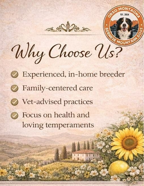 Bernese Mountain Dog Puppies breeder image 6