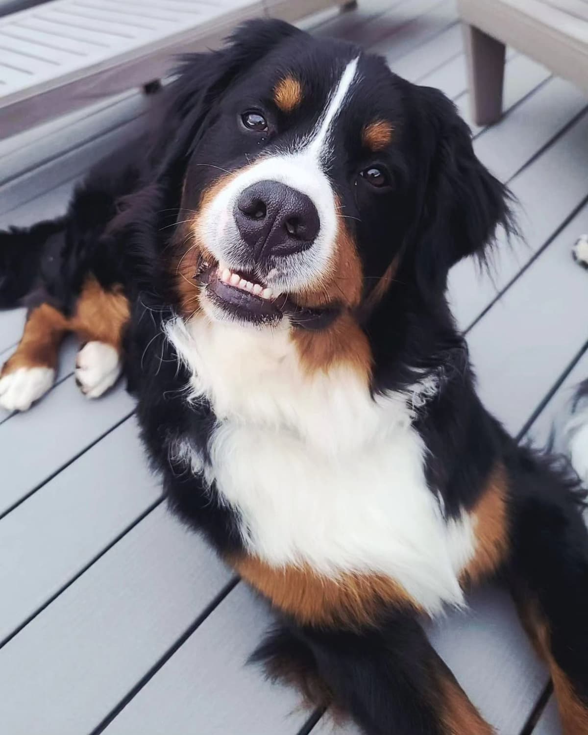 Bernese Mountain Dog Puppies breeder image 28