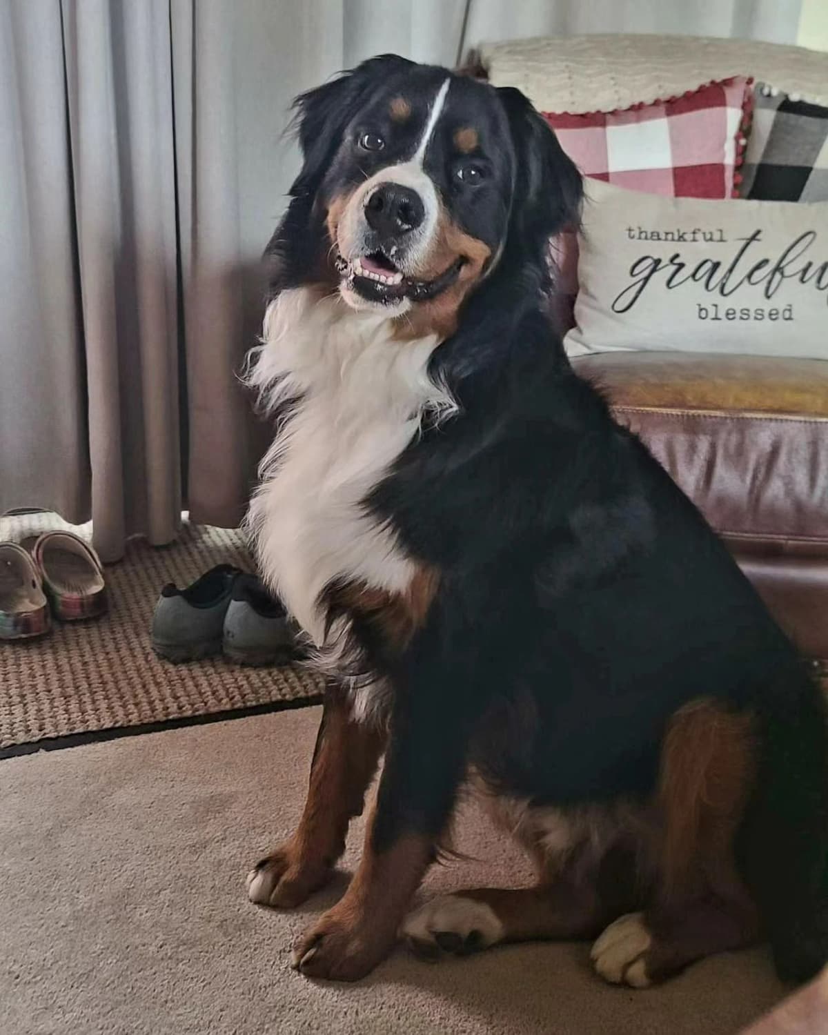 Bernese Mountain Dog Puppies breeder image 29