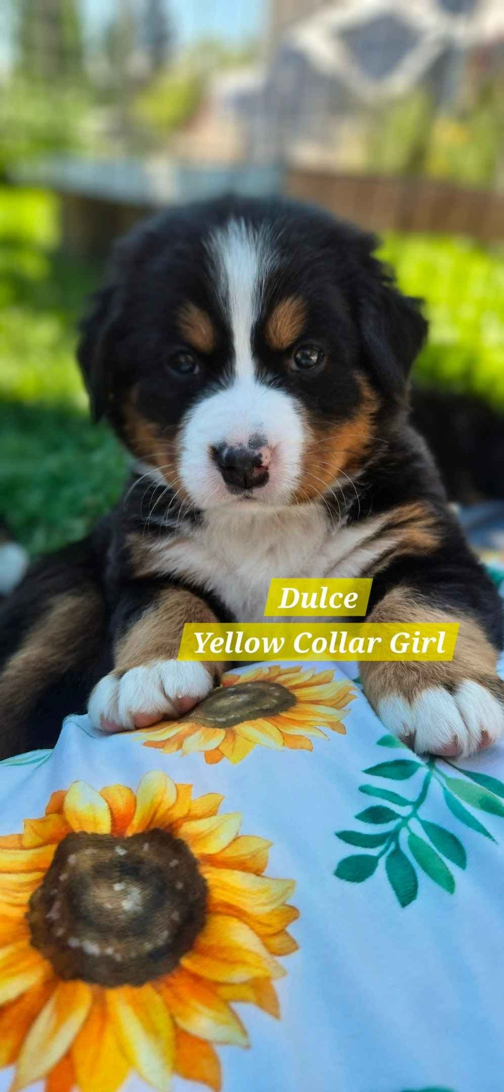 Bernese Mountain Dog Puppies breeder image 20