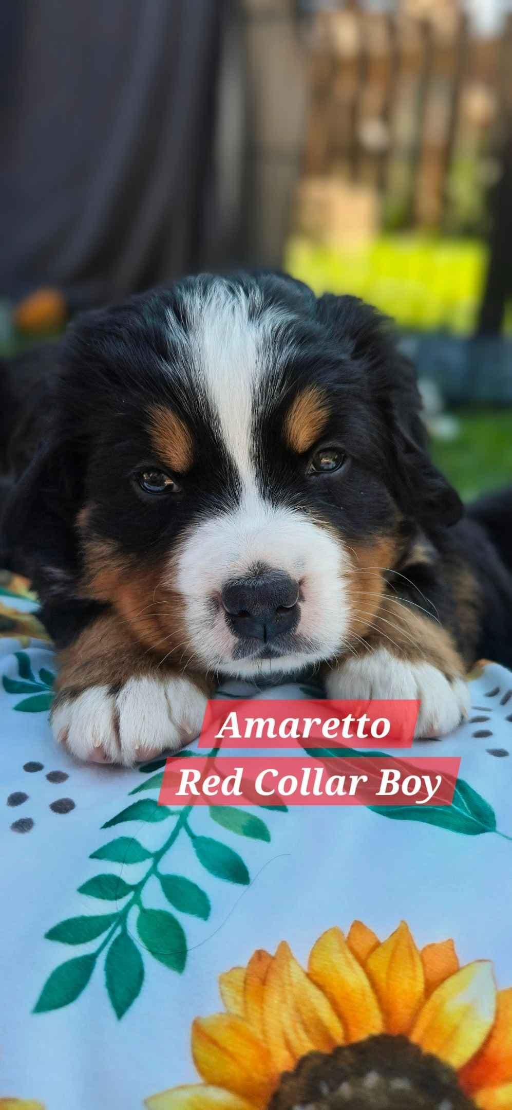 Bernese Mountain Dog Puppies breeder image 21