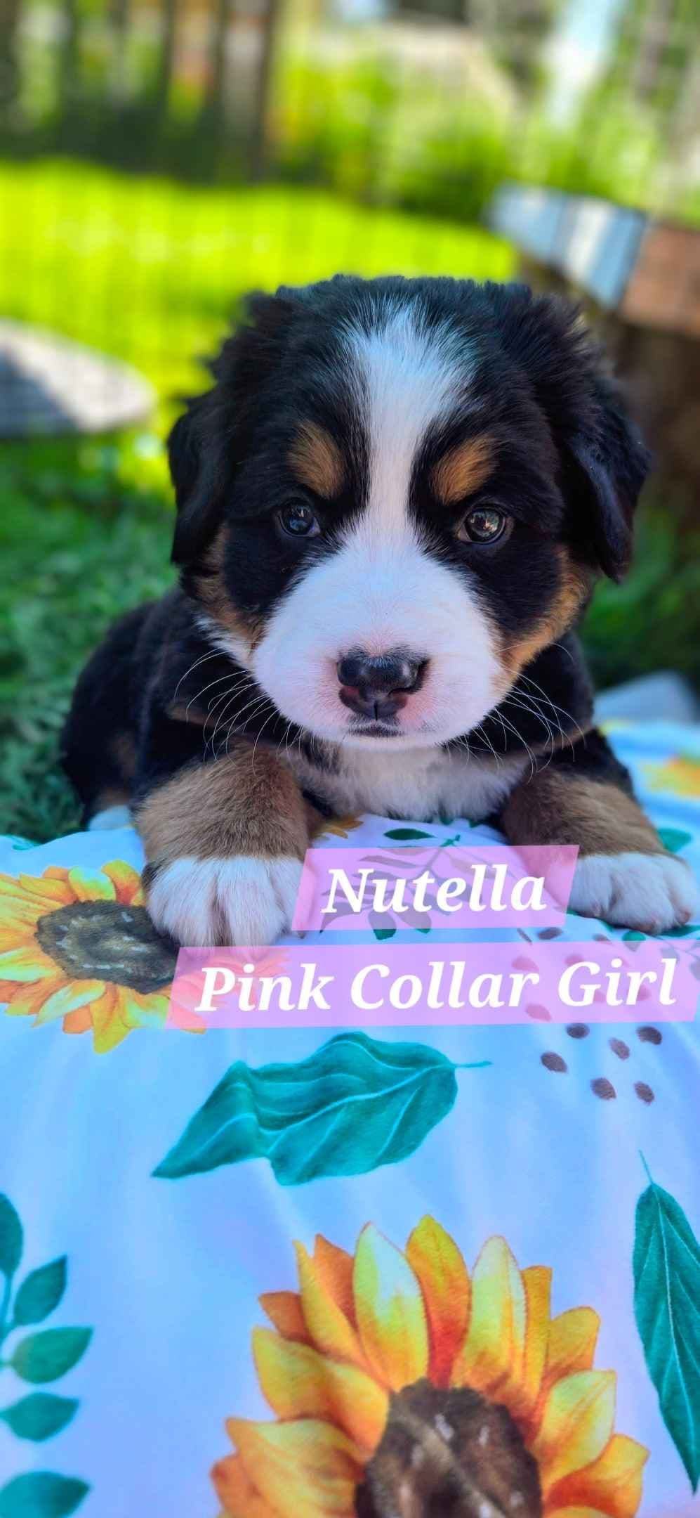 Bernese Mountain Dog Puppies breeder image 22