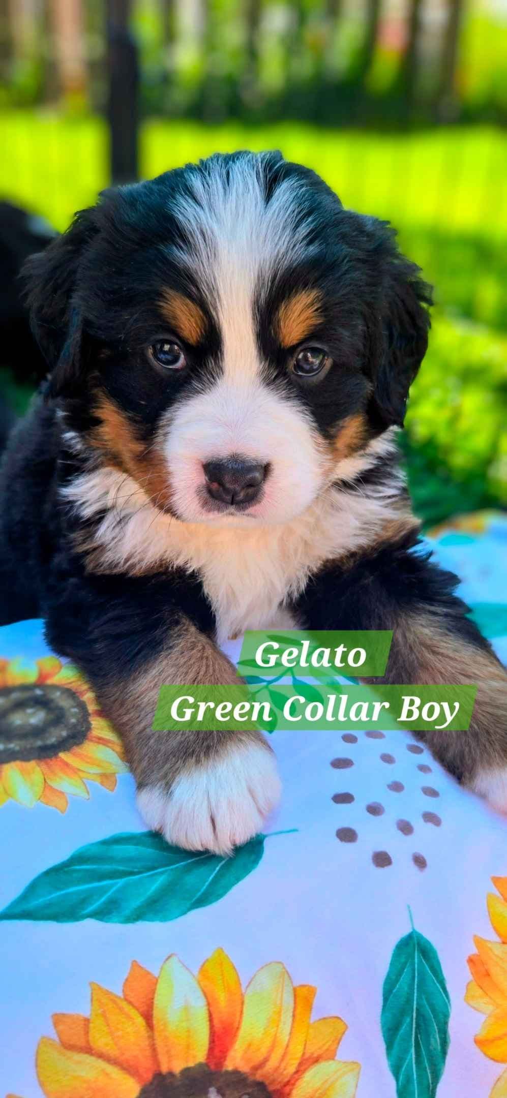 Bernese Mountain Dog Puppies breeder image 23