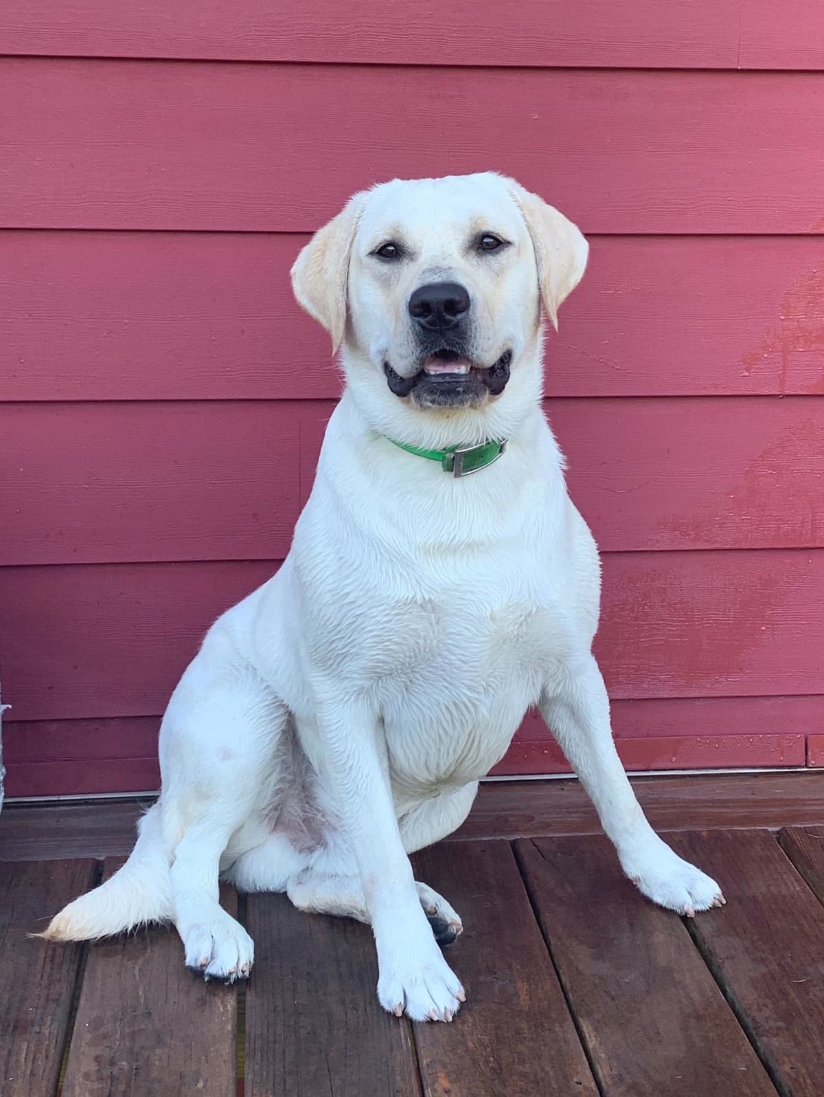 Labrador Retriever Puppies breeder image 3