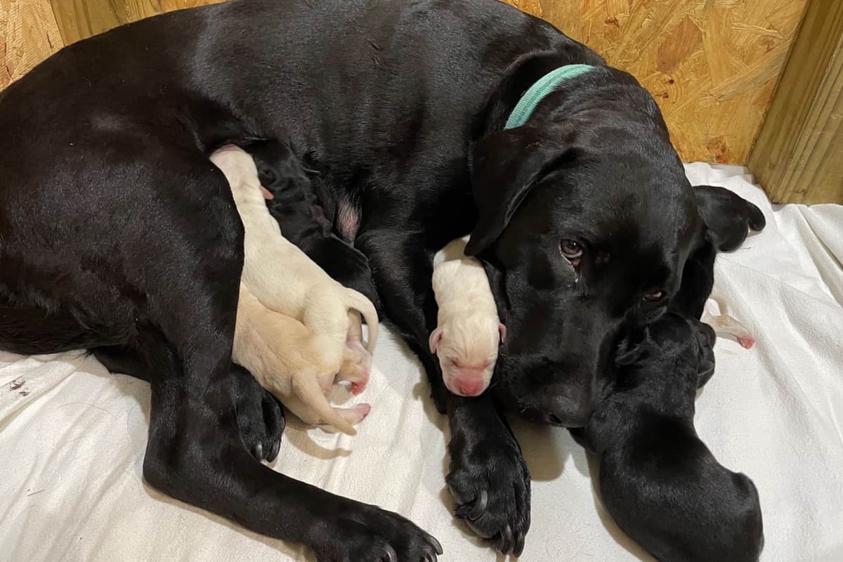Labrador Retriever Puppies breeder image 4