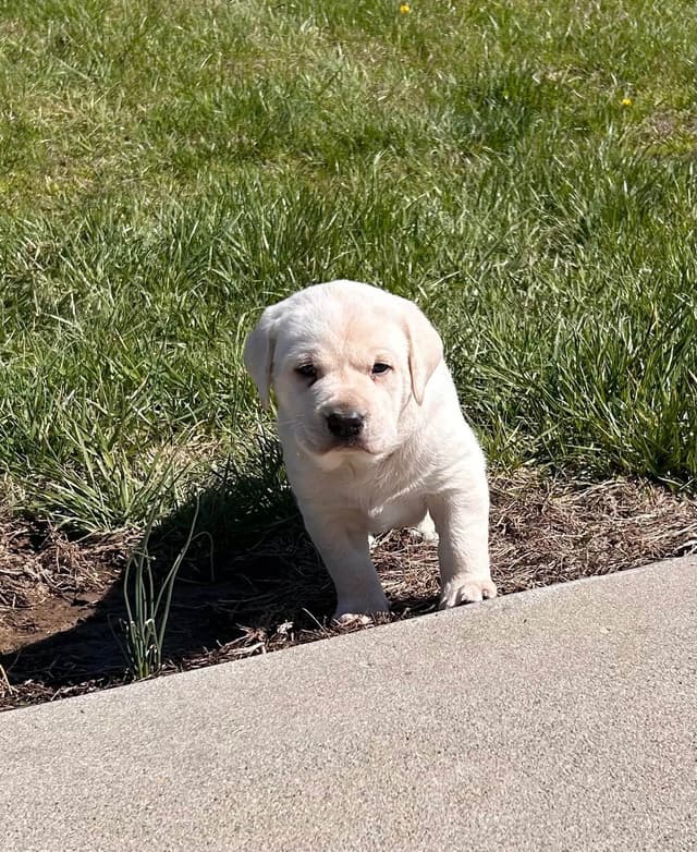 Labrador Retriever Puppies media 2