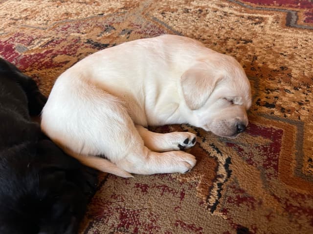 Labrador Retriever Puppies media 3