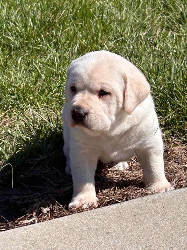 Labrador Retriever Puppies media 4