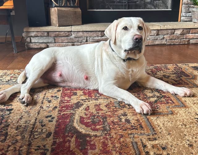 Labrador Retriever Puppies media 5