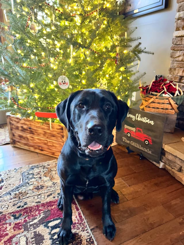 Labrador Retriever Puppies media 6