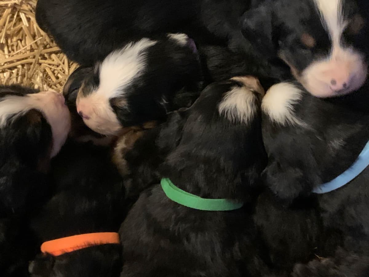 Coton de Tulear Puppies breeder image 4