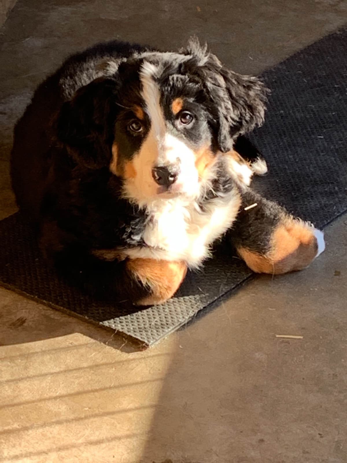 Coton de Tulear Puppies breeder image 6