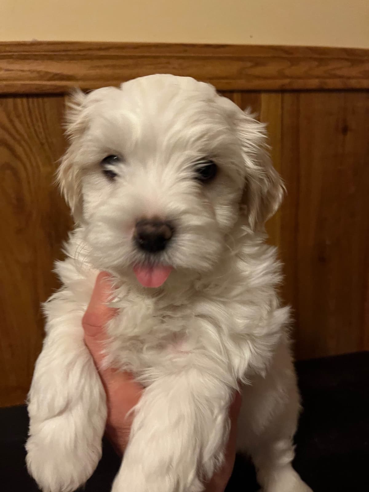 Coton de Tulear Puppies breeder image 8