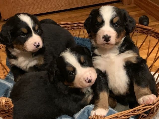 Coton de Tulear Puppies breeder image 9