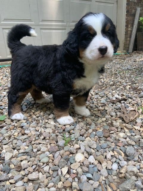 Coton de Tulear Puppies breeder image 10