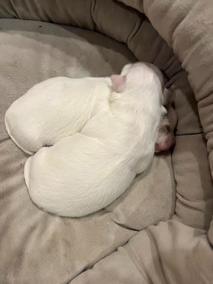 Coton de Tulear Puppies breeder image 13
