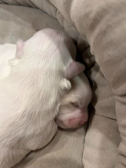 Coton de Tulear Puppies breeder image 15