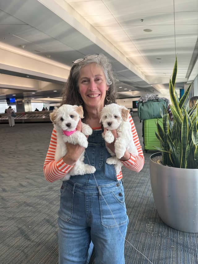 Coton de Tulear Puppies media 2