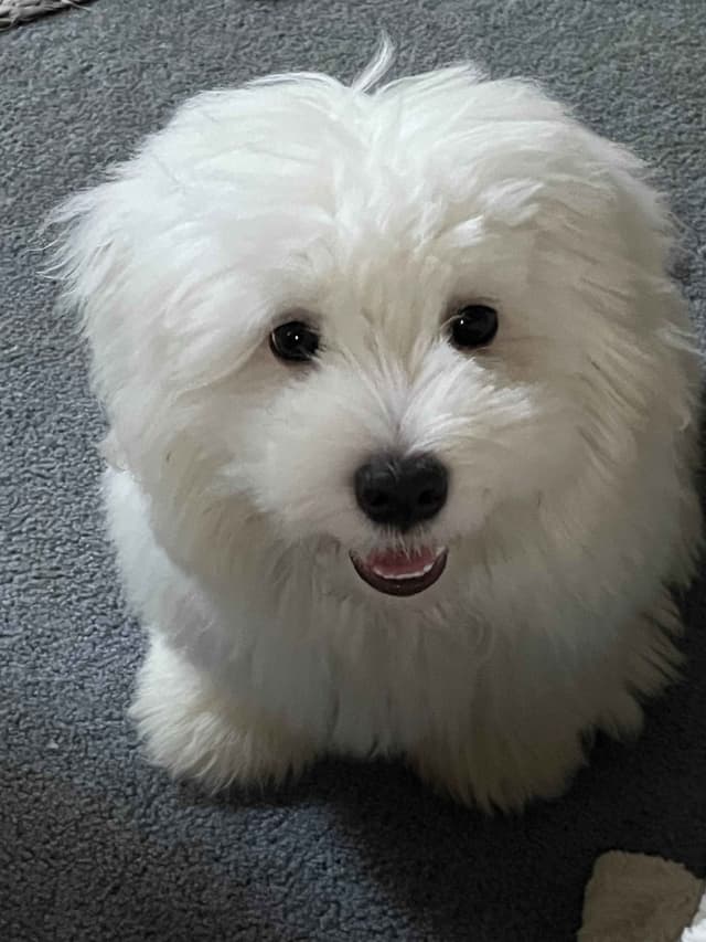 Coton de Tulear Puppies media 8
