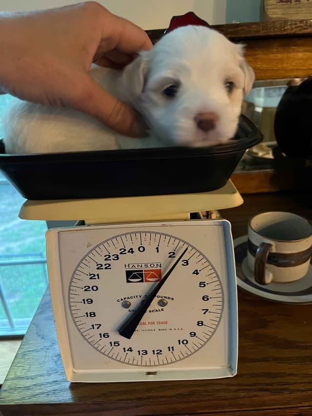 Coton de Tulear Puppies media 3